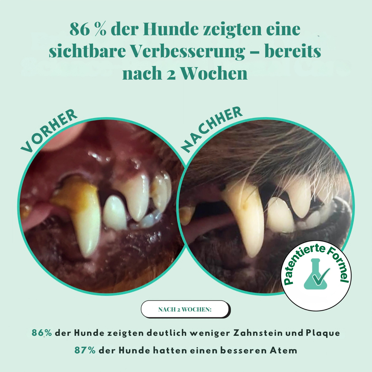 Pet Honesty – Zahnpulver für Hunde | Gesündere Maulpflege von innen